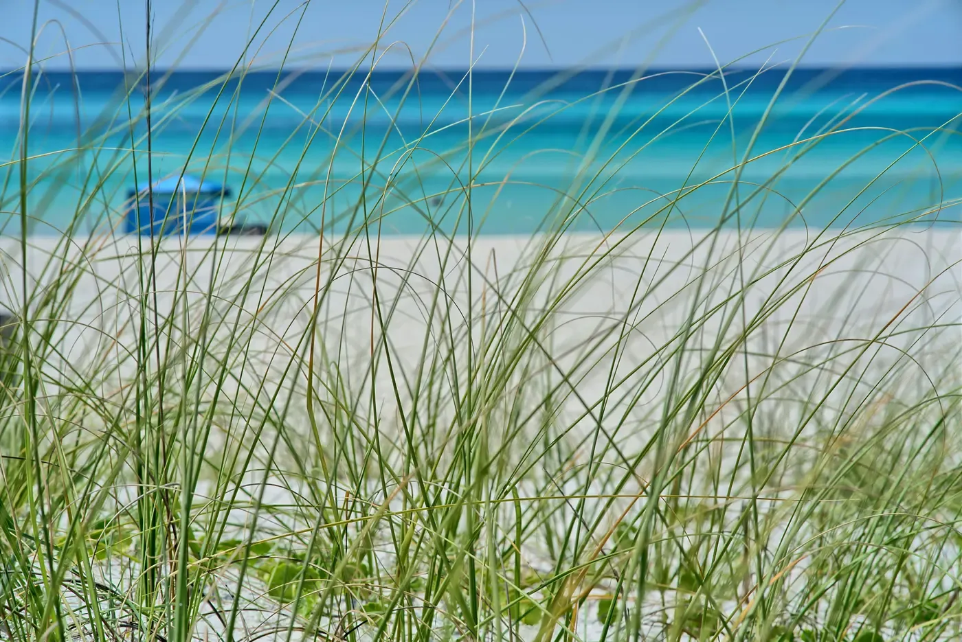 Sea grass on a white-sand dune overlooking the Gulf coast in Florida